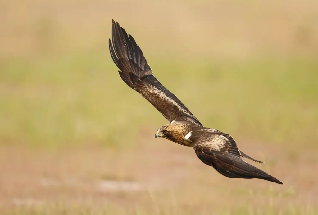 Fauna en la Sierra de Francia flor aguila