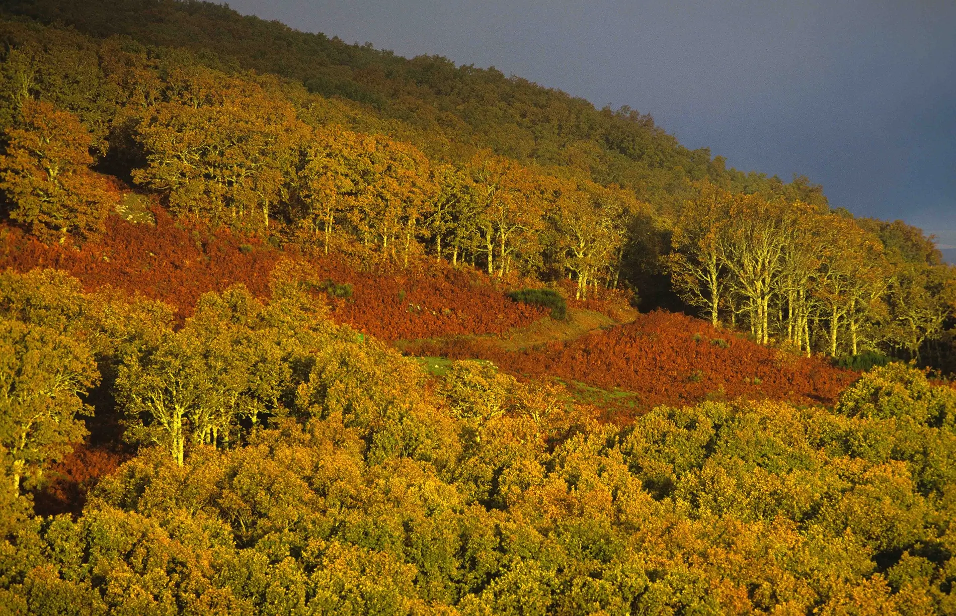 Figuras protección ambiental sierra de francia