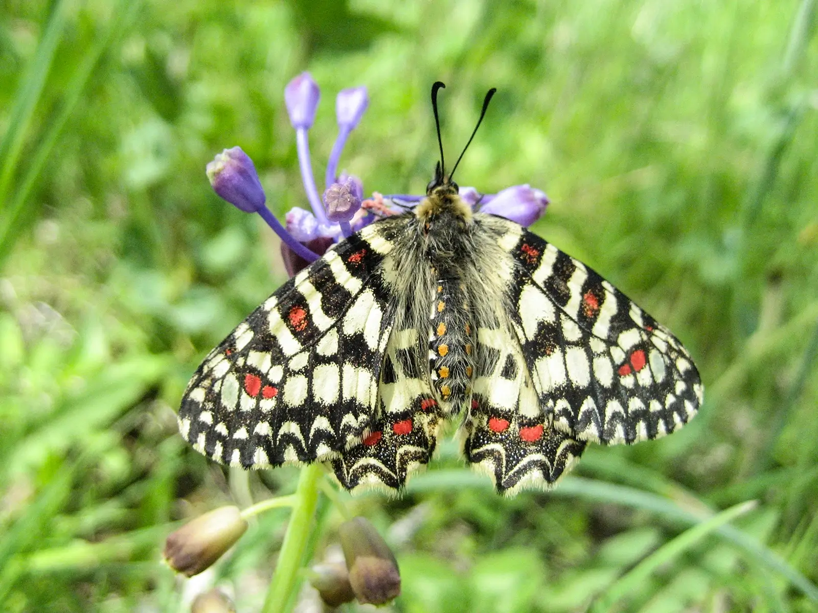 flora fauna geo sierra de francia