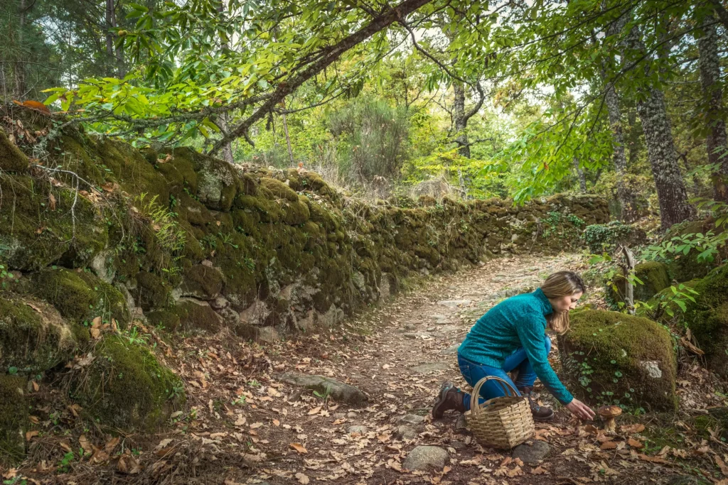 Parque Micológico ‘Sierras de Francia, Béjar, Quilamas y El Rebollar‘ 4