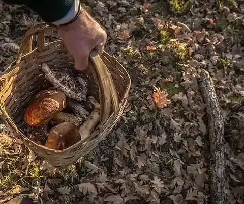 descubre los paseos micologicos