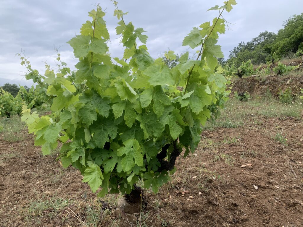 Visita a Viñedos y Bodegas El Robledo 5