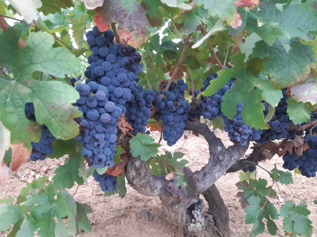 Visita a Viñedos y Bodegas El Robledo 3