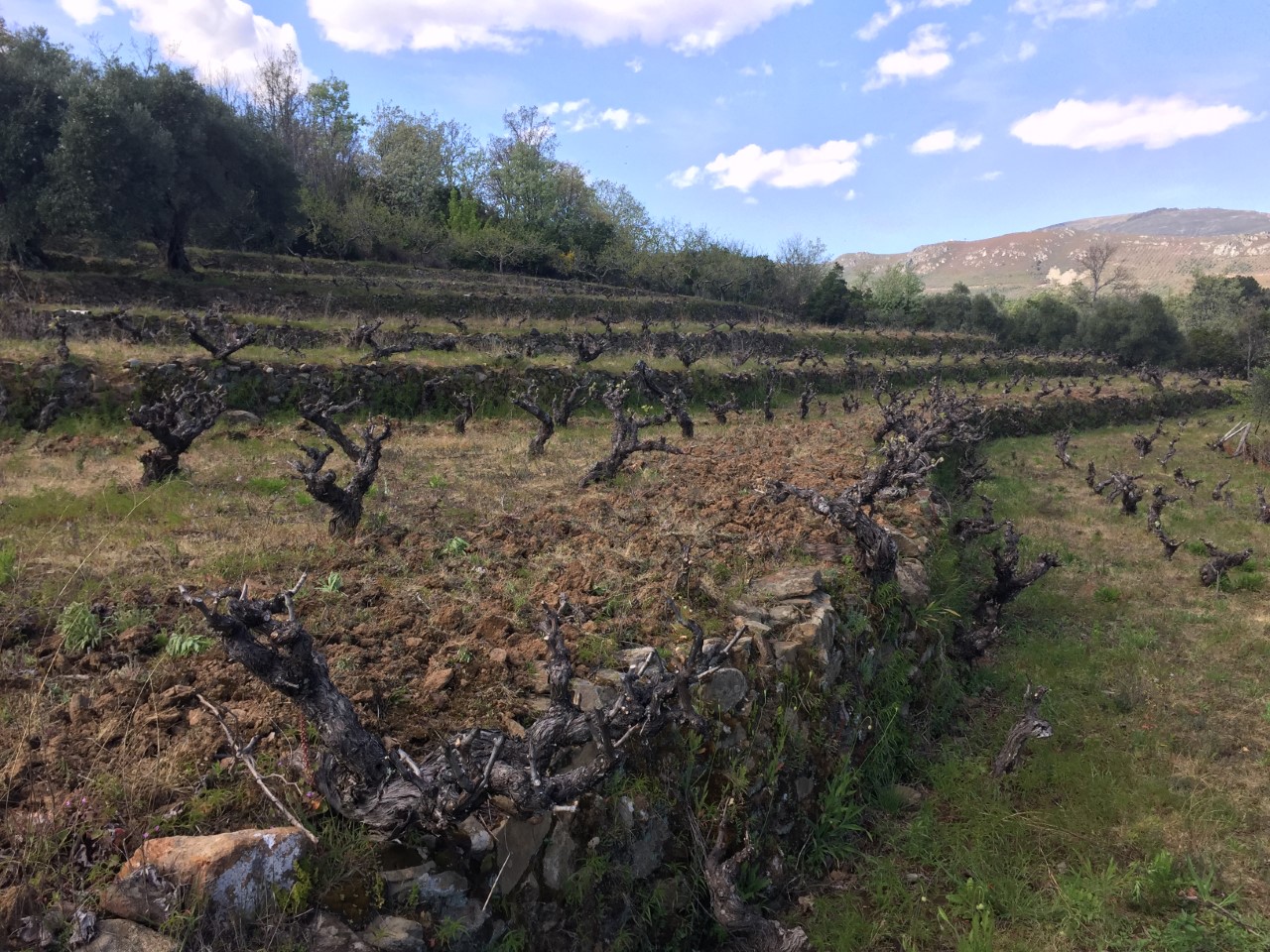 Visita a Viñedos y Bodegas El Robledo